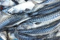 Frozen mackerel fish at seafood market.