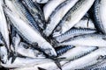 Frozen mackerel. Frozen group of fish. iced atlantic fish. Mackerel. Mackerel pattern. Mackerel texture Royalty Free Stock Photo