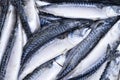 Frozen mackerel. Frozen group of fish. iced athlantic fish. Mackerel. Mackerel pattern. Mackerel texture. Fish background