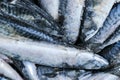 Frozen mackerel. Frozen group of fish. iced atlantic fish. Mackerel. Mackerel pattern. Mackerel texture Royalty Free Stock Photo