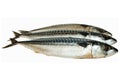 Frozen mackerels Royalty Free Stock Photo