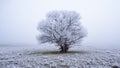 Frozen Majesty: Steppe Tree and Frost