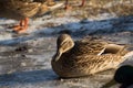 Frozen mallard ducks curling up in a ball, on a snowy riverbank Royalty Free Stock Photo