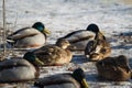 Frozen mallard ducks curling up in a ball, on a snowy riverbank Royalty Free Stock Photo