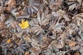 Frozen maple leaves on the ground in autumn, fall, winter Royalty Free Stock Photo