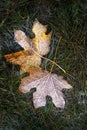Frozen maple leaves on grass with crossed stems