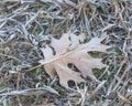 Close-up frozen maple leaves on snowy grass ground Royalty Free Stock Photo