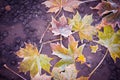 Frozen maple leaves on a sidewalk Royalty Free Stock Photo