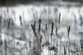 Frozen Marsh Area on an Overcast Day, Lithuania Royalty Free Stock Photo