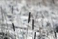 Frozen Marsh Area on an Overcast Day, Lithuania Royalty Free Stock Photo