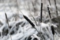 Frozen Marsh Area on an Overcast Day, Lithuania Royalty Free Stock Photo