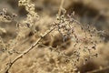 Frozen meadow plant