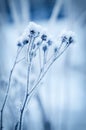 Frozen meadow plant