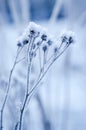 Frozen meadow plant Royalty Free Stock Photo