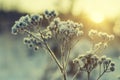 Frozen meadow plant Royalty Free Stock Photo