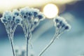 Frozen meadow plant Royalty Free Stock Photo