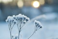 Frozen meadow plant Royalty Free Stock Photo