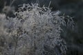 Frozen silver plant