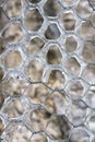 Frozen Mesh Royalty Free Stock Photo