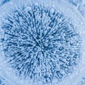 Frozen Methane Bubbles in Ice Royalty Free Stock Photo
