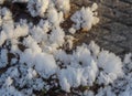 Frozen moisture on the plants turned into bizarre snowflakes