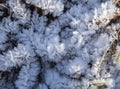 Frozen moisture on the plants turned into bizarre snowflakes Royalty Free Stock Photo