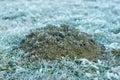 Frozen molehill on winter morning