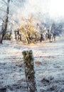 Frozen moss covered fence post in the park on a sunny day Royalty Free Stock Photo