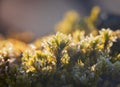 Frozen moss texture on tree trunk with blurred background. Macro winter background Royalty Free Stock Photo