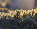 Frozen moss texture on tree trunk with blured background. Macro winter background Royalty Free Stock Photo