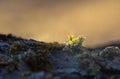 Frozen moss texture on tree trunk with blured background. Macro winter background