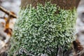 Frozen moss on tree outdoor at end of winter Royalty Free Stock Photo