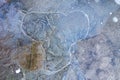 Frozen muddy puddle with trapped air bubble. Ice floe on muddy ground. Muddy frozen puddle on the sidewalk. Attention slippery. Royalty Free Stock Photo