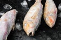 Frozen mullet or sultanka fish, on black dark stone table background Royalty Free Stock Photo