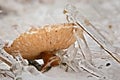 frozen mushroom