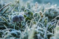 Frozen mushrooms