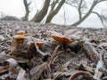 Frozen mushrooms on rotten willow branch on the ground. Royalty Free Stock Photo