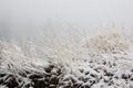 Frozen nardus stricta grass during winter