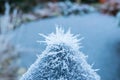 Frozen nature background. Blue background. High resolution photo.