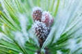 Frozen nature with close up of a pine tree branch. Green background. High resolution photo.