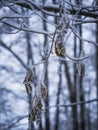 Frozen nature in December