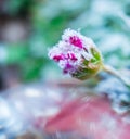 Frozen nature with flowers. Green background. High resolution photo.