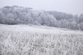 Frozen nature with frozen grass on a meadow winter