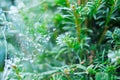 Frozen nature with green pine tree and spider web. Green background. High resolution photo.