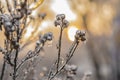 Frozen nature at sunset