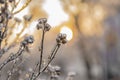 Frozen nature at sunset