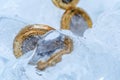 Frozen New British one pound sterling coin up close macro inside ice cubes