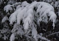 New England Winter pine forest after snow storm Royalty Free Stock Photo