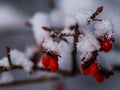 Winter snow covered red fire bush berries in midwinter