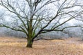 Frozen oak tree Royalty Free Stock Photo